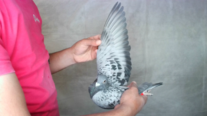 Pigeon image