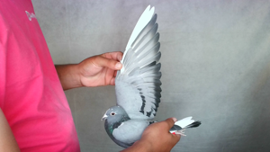 Pigeon image