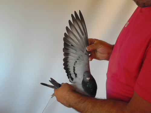 Pigeon image