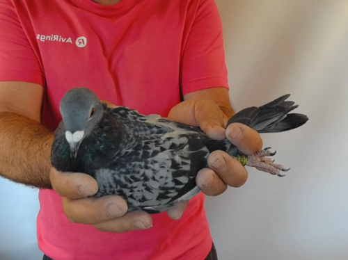 Pigeon image