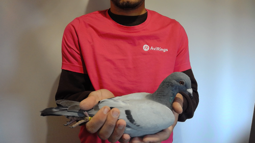 Pigeon image