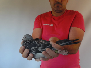 Pigeon image