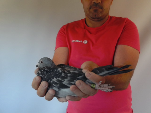 Pigeon image