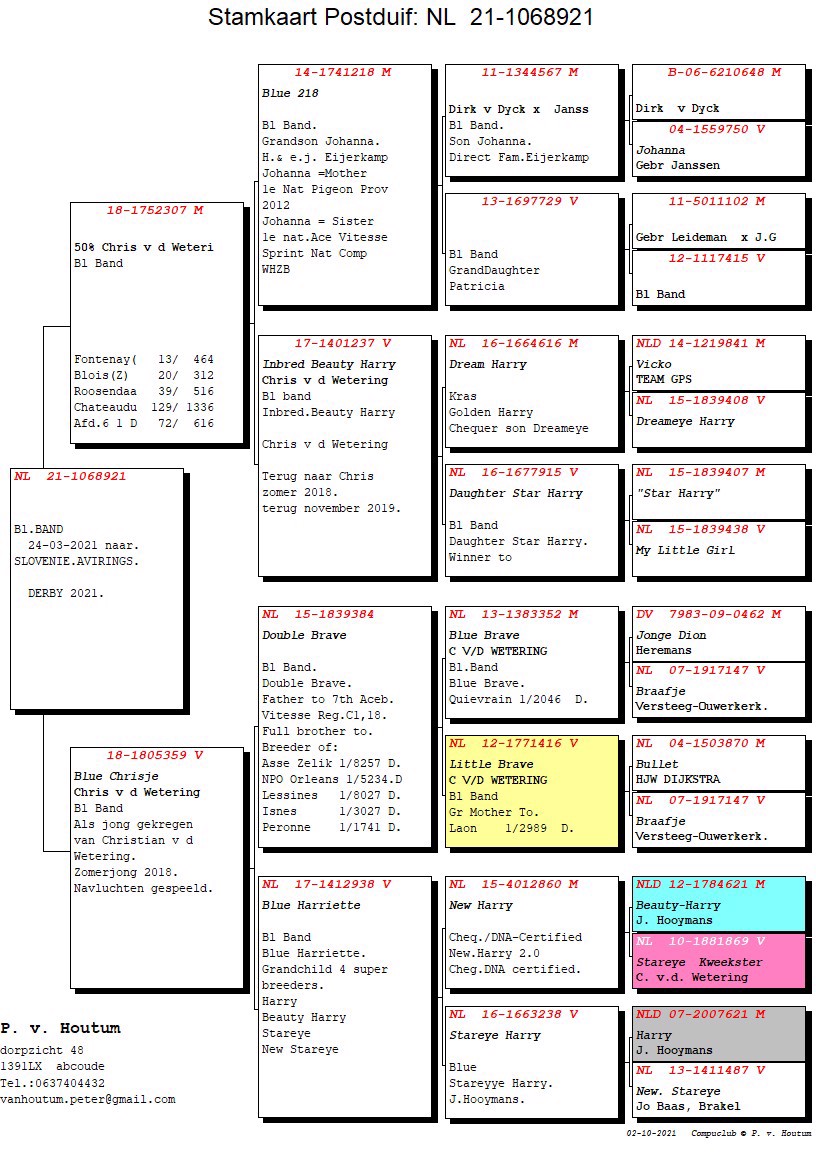 Pigeon pedigree image