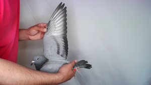 Pigeon image