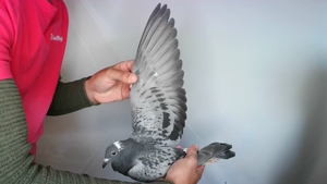 Pigeon image