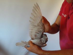Pigeon image