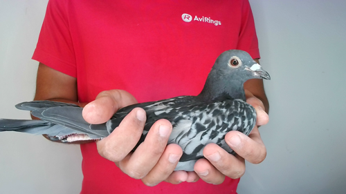 Pigeon image