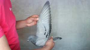 Pigeon image