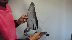 Pigeon image