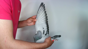 Pigeon image