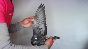 Pigeon image