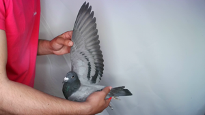 Pigeon image
