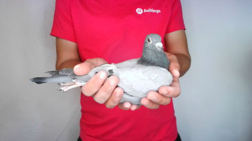 Pigeon image