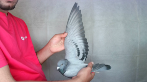 Pigeon image