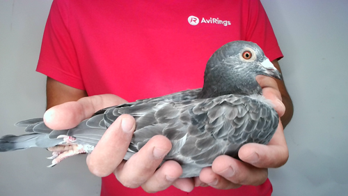 Pigeon image