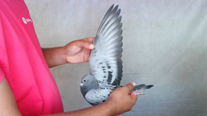 Pigeon image