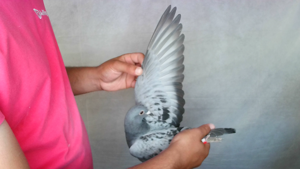 Pigeon image