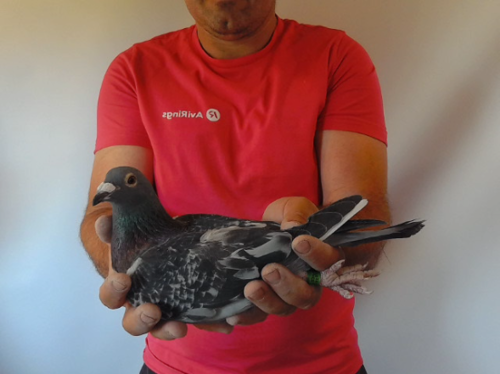 Pigeon image