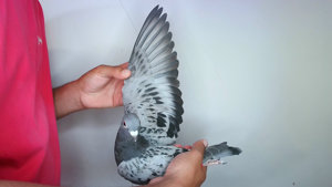 Pigeon image