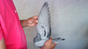 Pigeon image