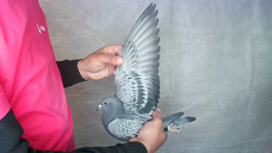 Pigeon image
