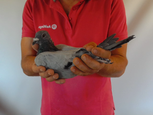 Pigeon image
