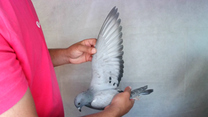 Pigeon image