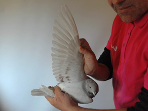 Pigeon image