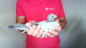 Pigeon image