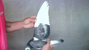 Pigeon image