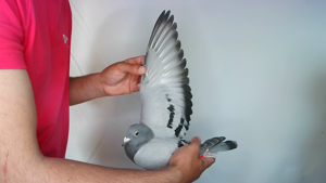 Pigeon image