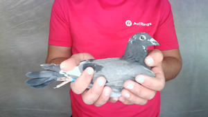 Pigeon image