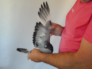 Pigeon image