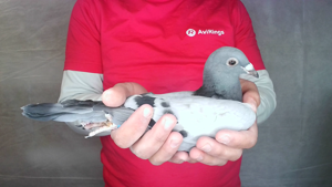Pigeon image