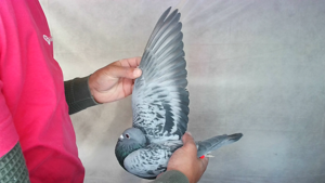 Pigeon image