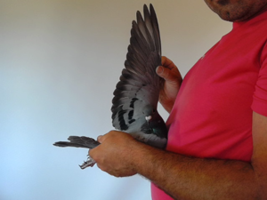 Pigeon image