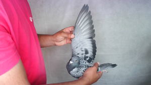 Pigeon image