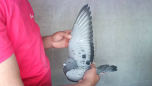 Pigeon image