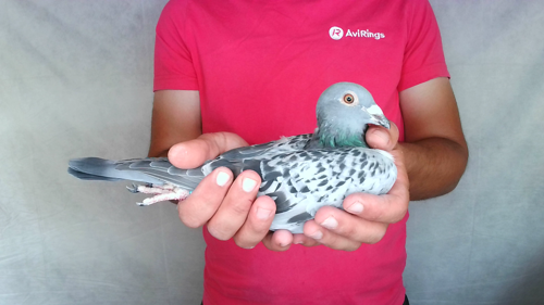 Pigeon image