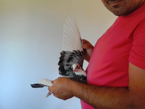 Pigeon image