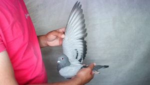 Pigeon image