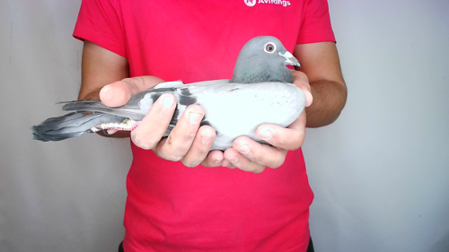 Pigeon image