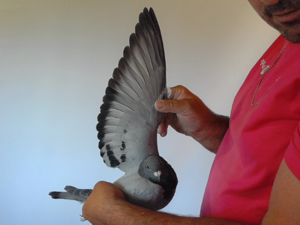 Pigeon image