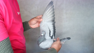 Pigeon image