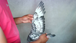 Pigeon image