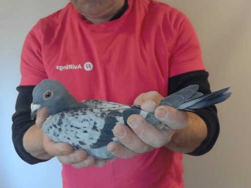 Pigeon image