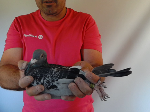 Pigeon image