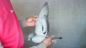 Pigeon image