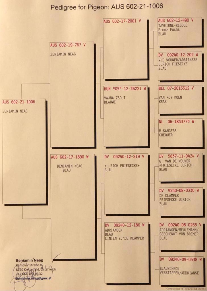Pigeon pedigree image